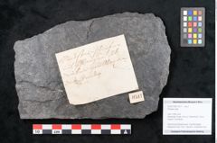 Foto (Objekt + Etikett) von Plantae indet.  (NHMW-GEO-2024-0188-11517)
